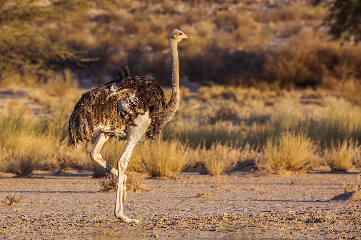 南非 Kgalagadi 跨境公园的非洲鸵鸟图片