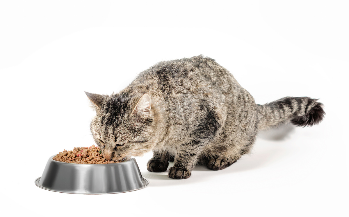 灰色杂种猫和一碗干粮图片