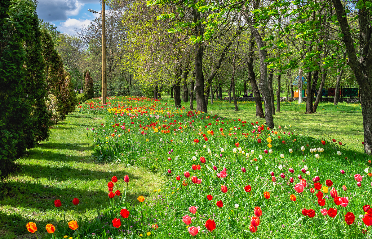 乌克兰克罗佩夫尼茨基植物园图片