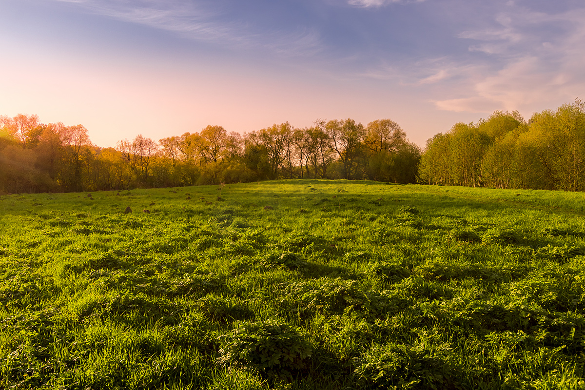 绿草如茵的春天田野中的日落或黎明。图片