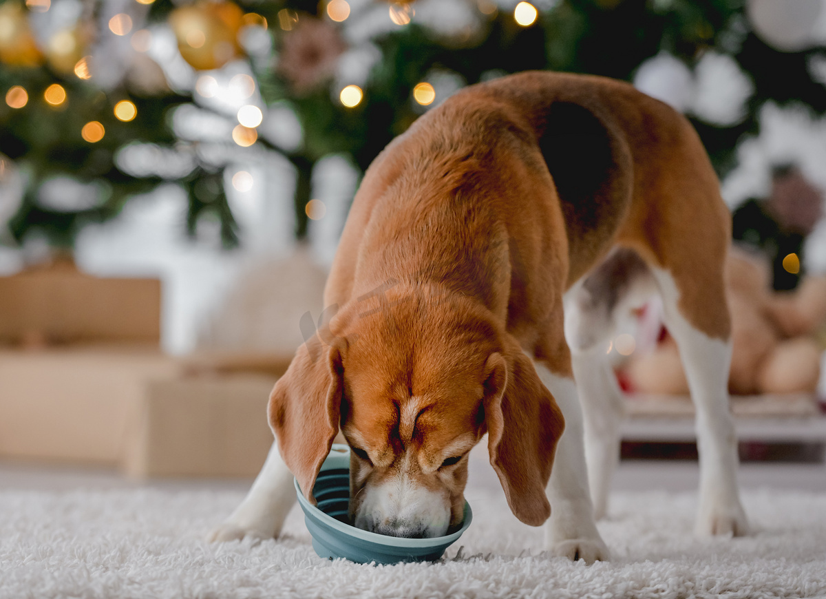 比格犬在圣诞节期间吃东西图片