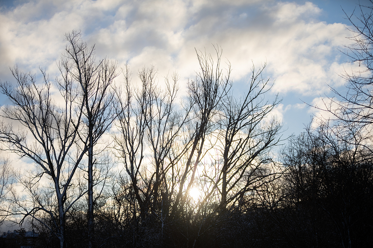 初升的太阳的光芒和古老高大的树木的轮廓。图片