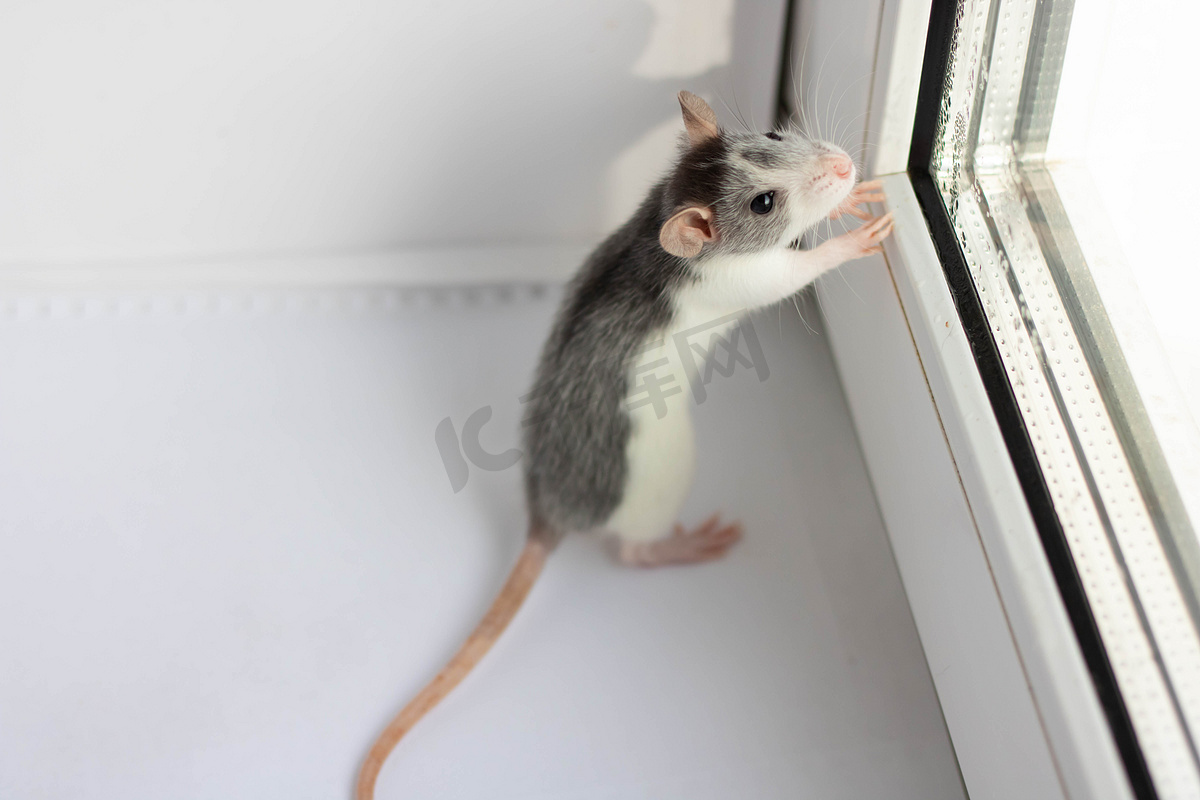 毛茸茸的小老鼠 — 2020 年的象征坐在窗户附近的白色背景上。图片
