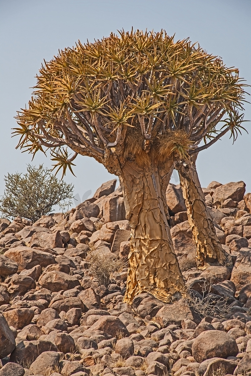 Aloidendron dichotomum，箭袋树。图片