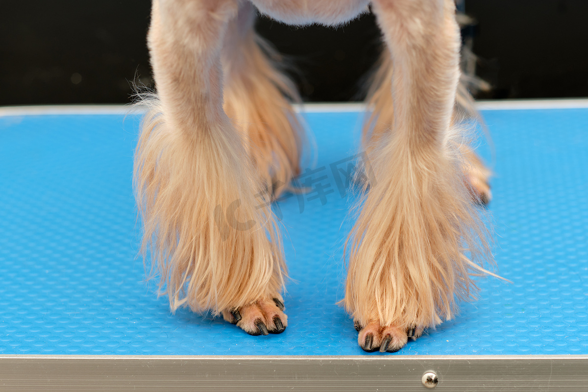 约克夏犬品种狗的修剪爪子特写图片
