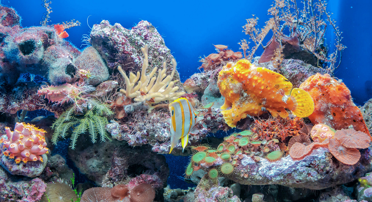 令人惊叹的海底世界，海底世界场景。图片