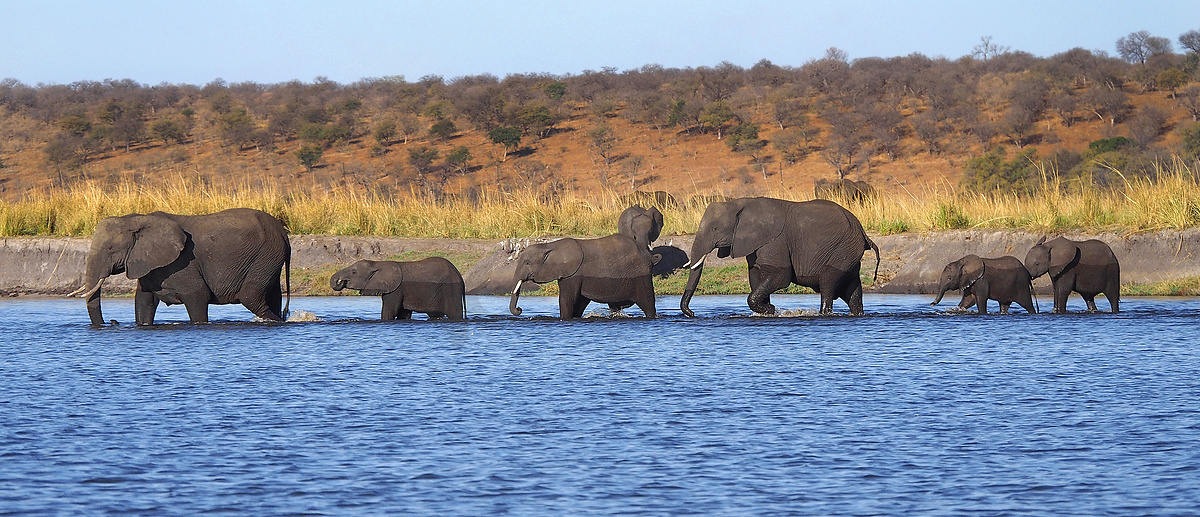 大象，乔贝国家公园，博茨瓦纳图片