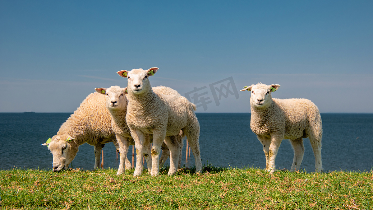 艾瑟尔湖畔荷兰堤坝上的羔羊和绵羊，春天的景色，荷兰 绿草草地上的羊图片