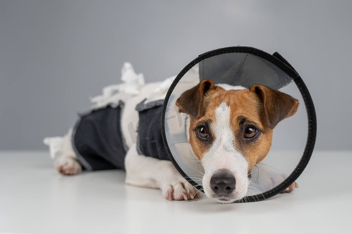 手术后，悲伤的狗杰克罗素梗犬穿着毯子和锥形项圈。图片