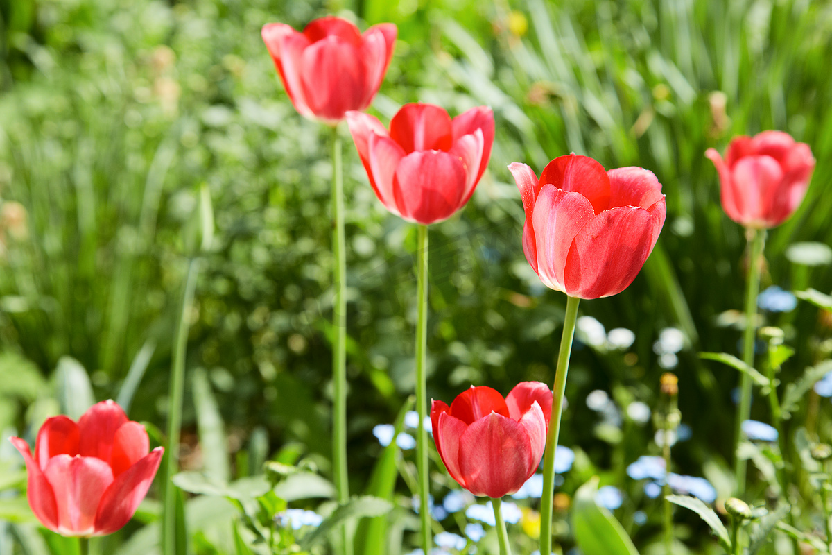 春天的红色郁金香图片