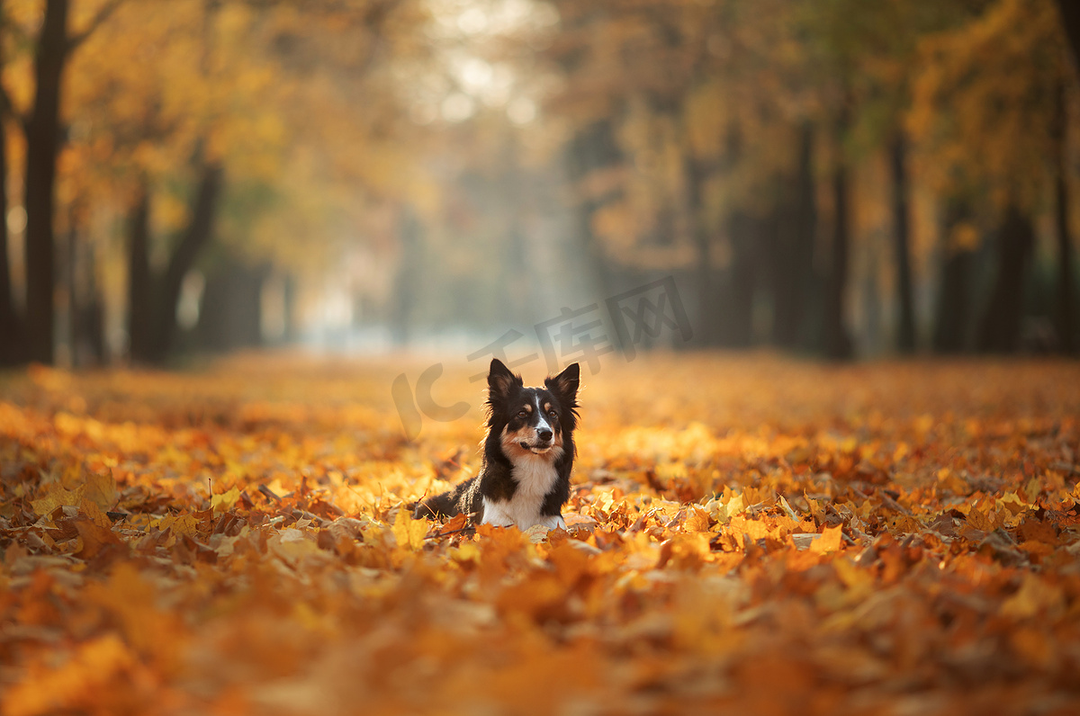 秋天在公园里，狗在黄草丛中。宠物散步。三色边框科利图片