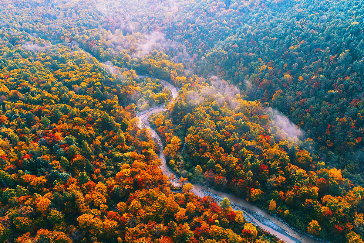 2017年9月22日, 在中国东北吉林省长白山保护区, 鸟的景色显示了森林中五颜六色的树叶的秋景图片