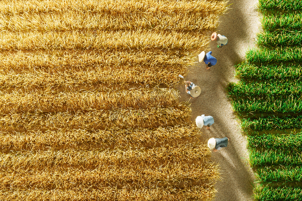 农民收割麦子图片
