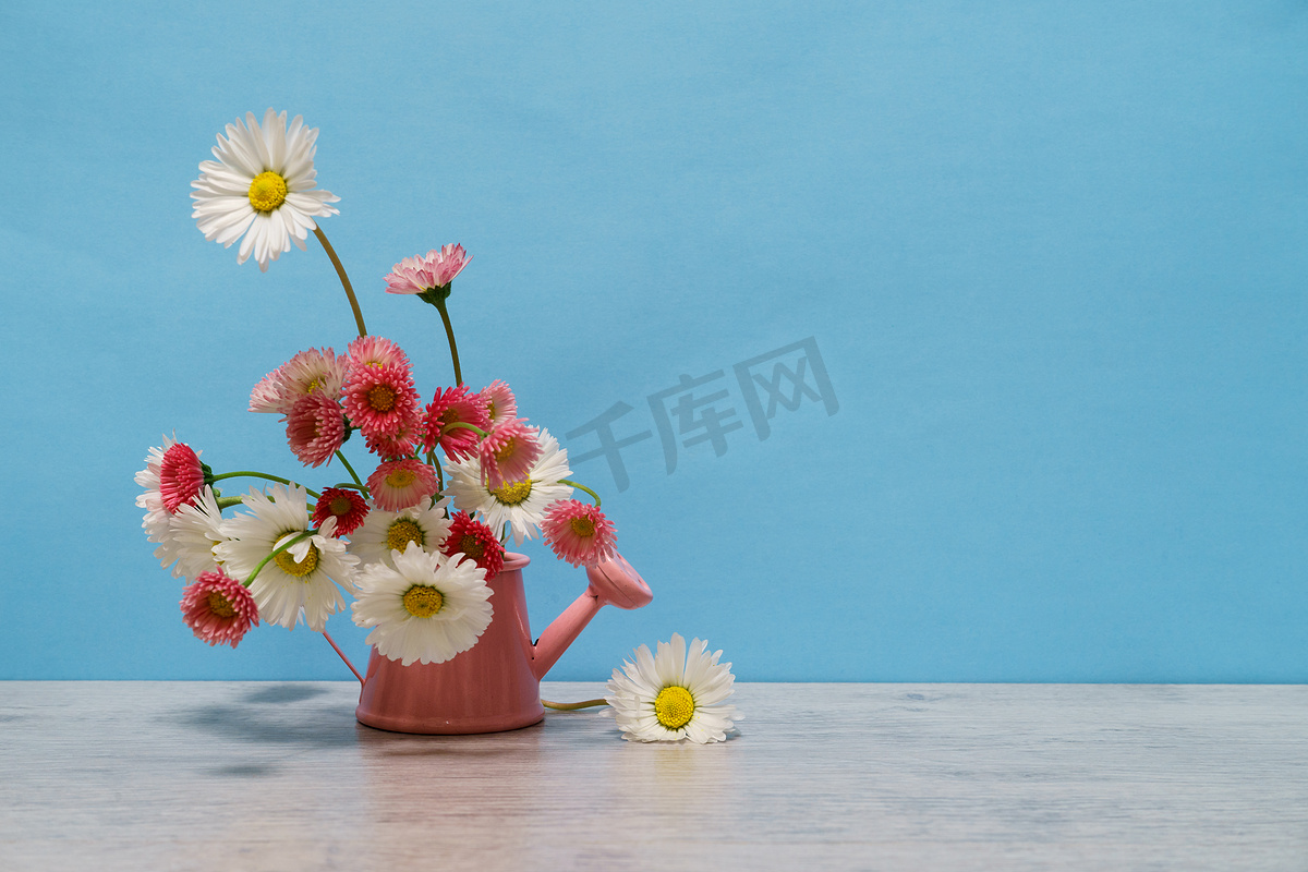 夏日创意静物的简约风格。白色和粉红色的玛格丽特菊花花在小粉红色浇水可以在浅蓝色背景图片