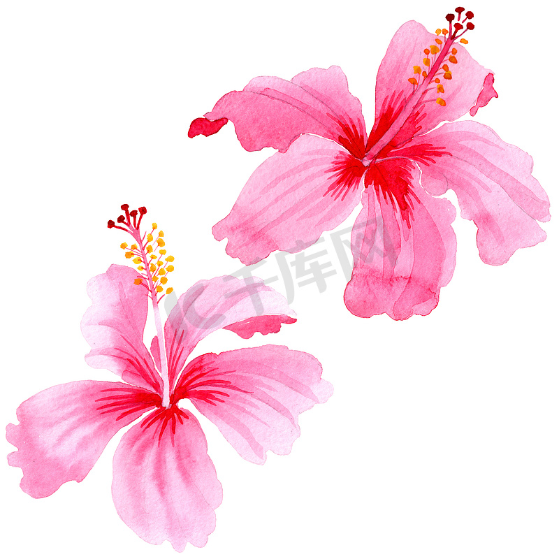 野花芙蓉粉红色花在水彩样式隔绝了.图片