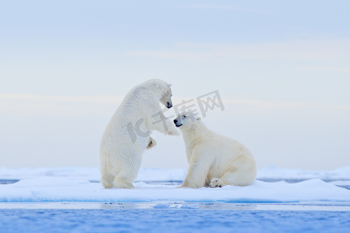北极熊在冰上跳舞。挪威斯瓦尔巴, 两个北极熊在与雪漂流的冰上充满了爱, 在自然栖息地有白色的动物。在雪地里玩耍的动物, 北极的野生动物。来自大自然的有趣形象.图片