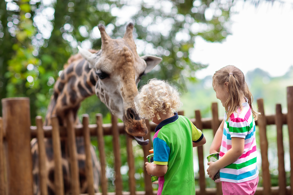 家庭喂养长颈鹿在动物园。在新加坡暑假期间, 儿童在热带野生动物园饲养长颈鹿。孩子们看动物。小女孩和男孩给野生动物送水果.图片