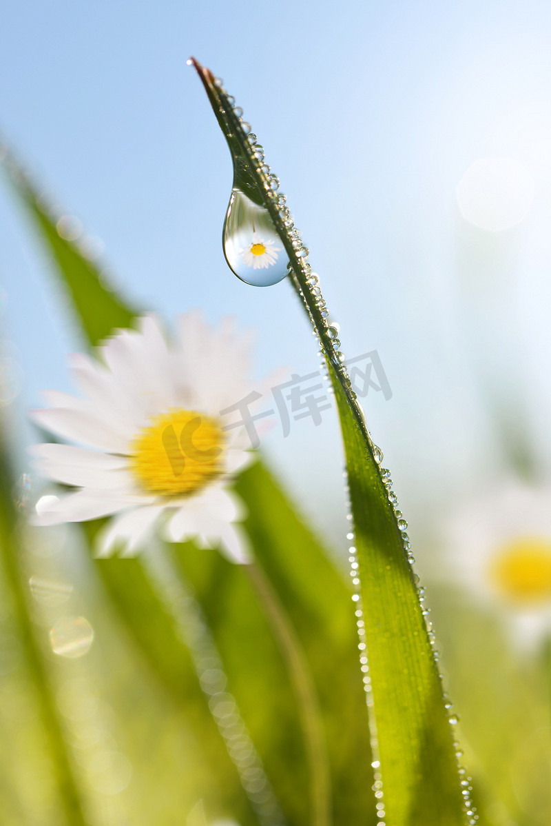 菊花与新鲜的绿春草与露水滴特写。春季主题。自然背景.图片