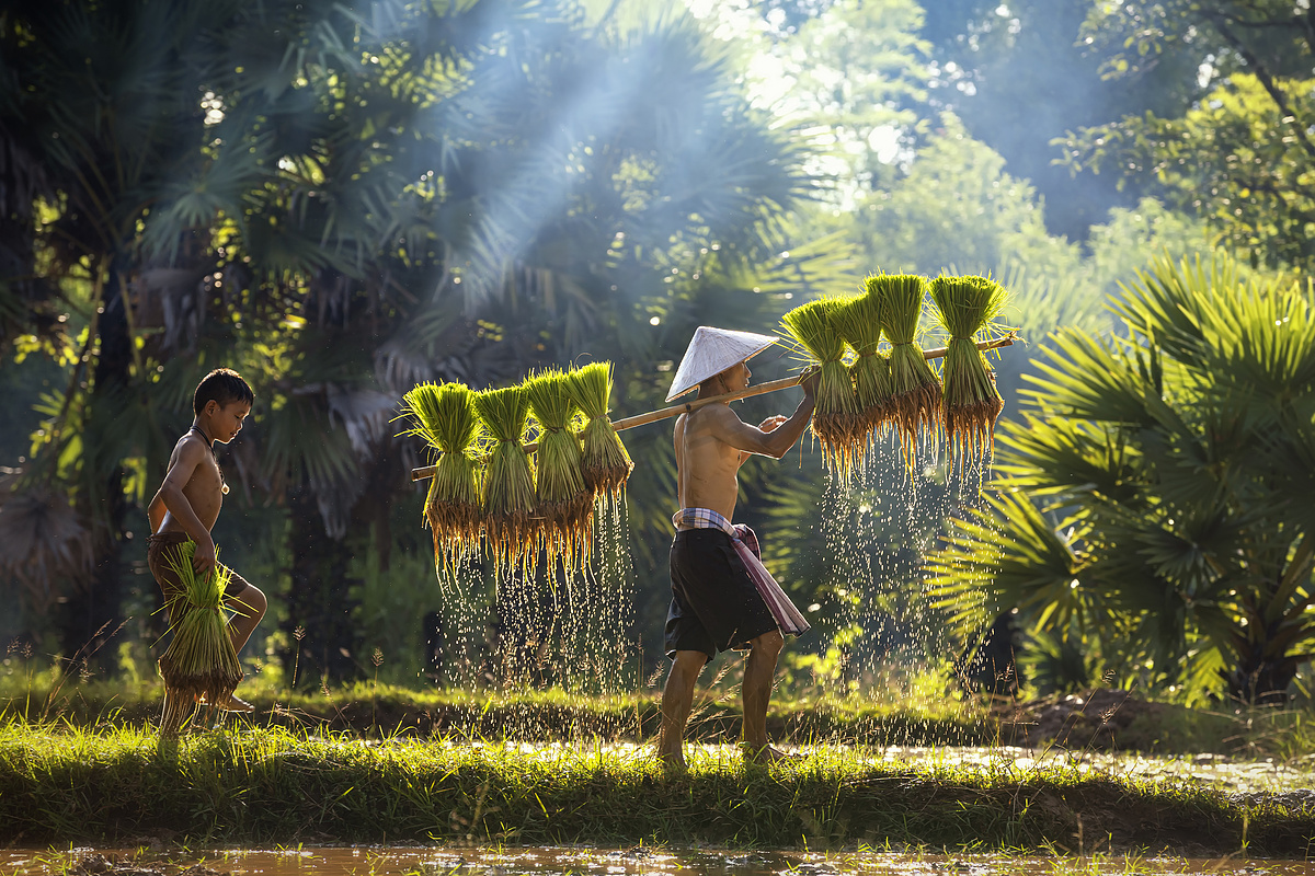 父亲和儿子在一起工作,把稻谷聚在一起.东南亚人走过泰国农村稻田的生活方式。在稻田里辛勤劳作.图片