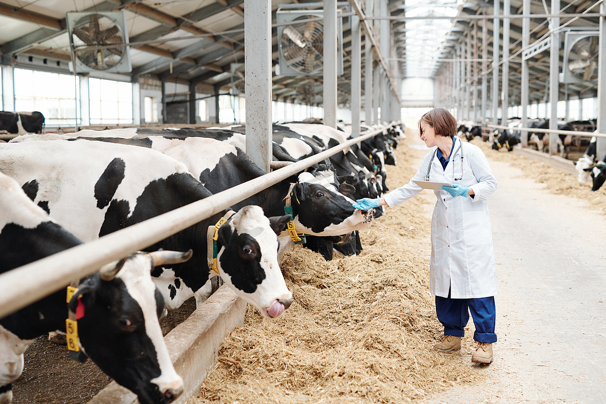奶牛场大农舍的年轻女饲养员，戴着手套，在摸奶牛时，用触摸板擦拭图片