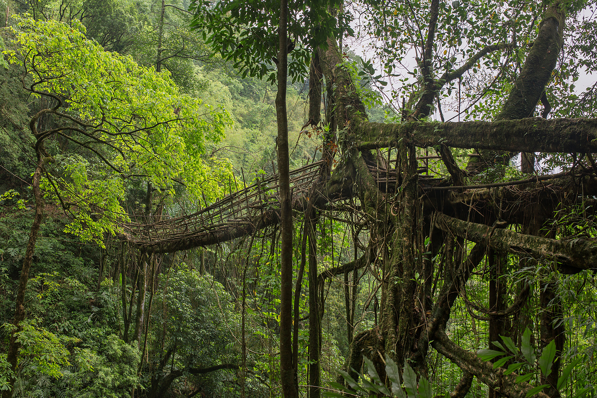 活根桥靠近 Nongriat 村, Cherrapunjee, 梅加拉亚邦, 印度。这座桥是经过多年的训练树根形成的.图片