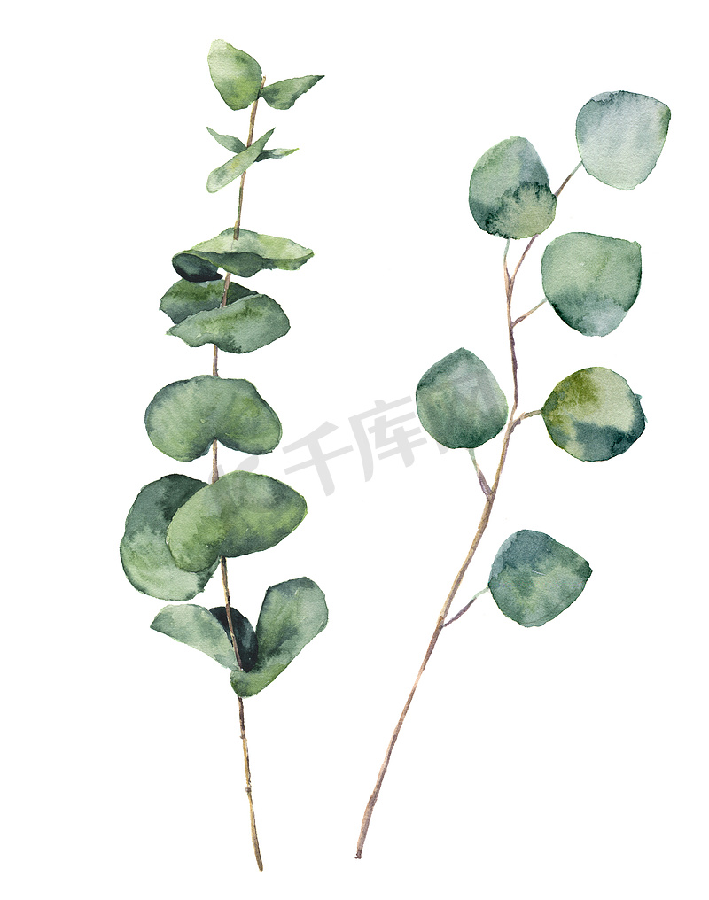 水色桉树,叶和枝圆.手绘桉树宝宝和银元元素。在白色背景上孤立的植物图解。设计、纺织品和背景设计.图片