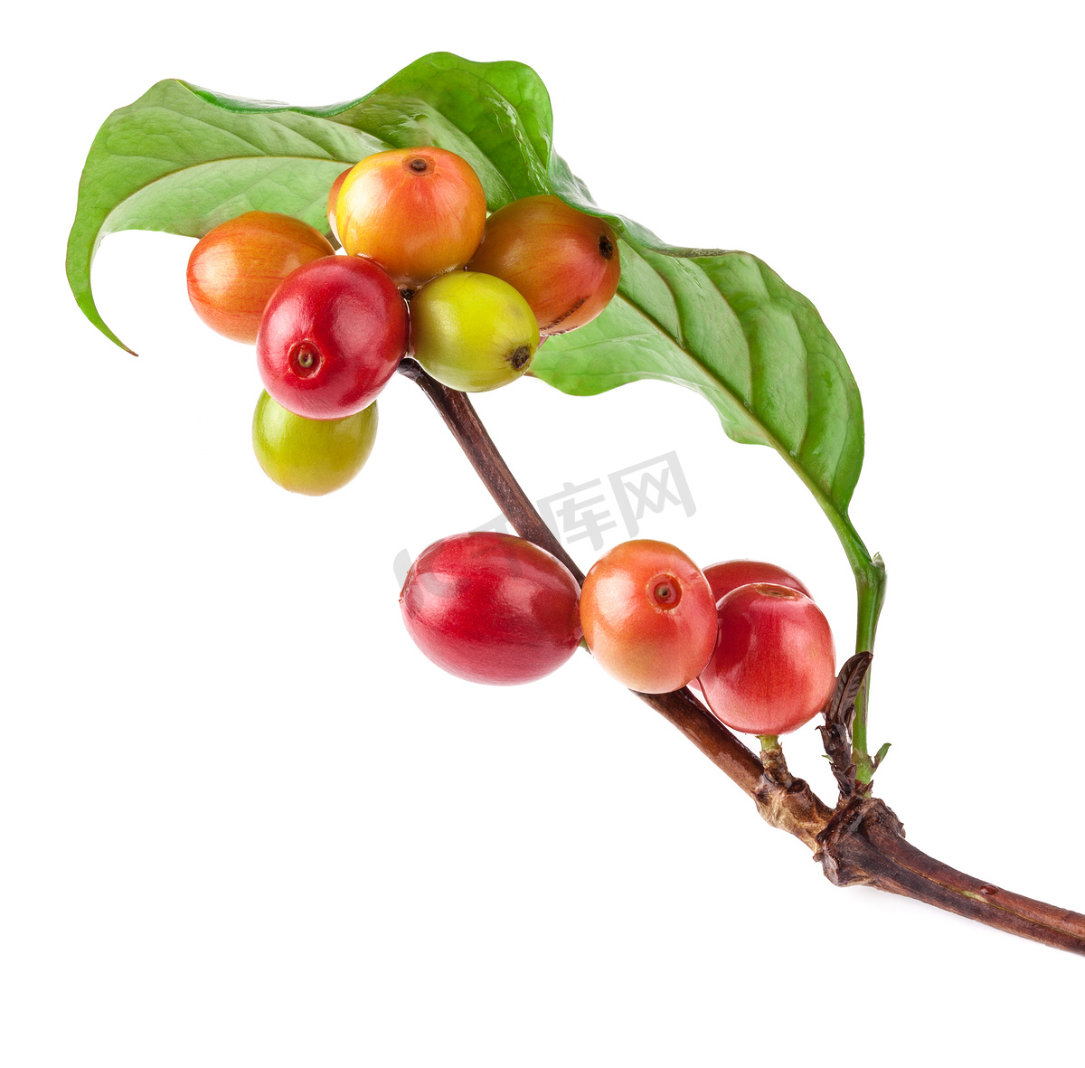 红色咖啡豆咖啡树的树枝上图片