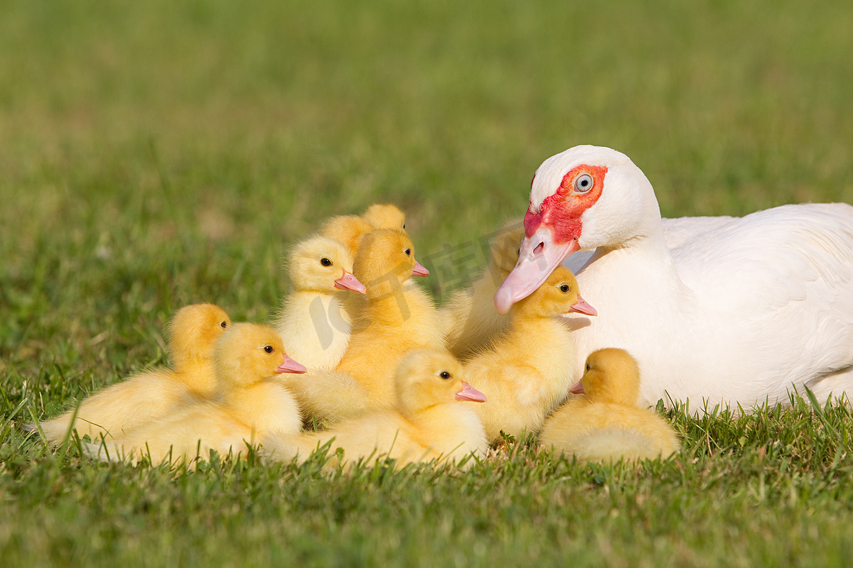 小鸭子家庭与鸭妈妈在草地上图片