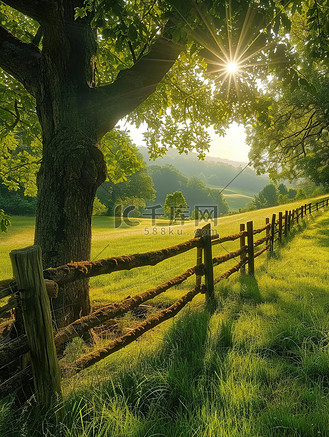 草地公园绿树成荫背景图