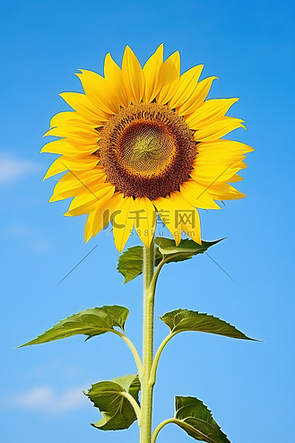 向日葵 蓝天 ftc 照片