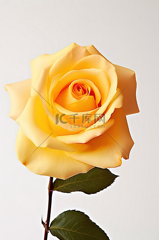 黄玫瑰花瓣图片_黄玫瑰花瓣素材-黄玫瑰花瓣图片大全-千库网