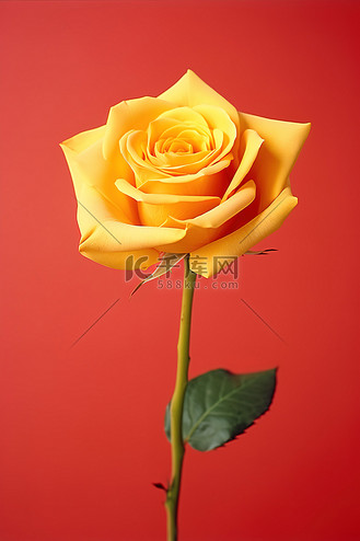 黄玫瑰花瓣图片_黄玫瑰花瓣素材-黄玫瑰花瓣图片大全-千库网