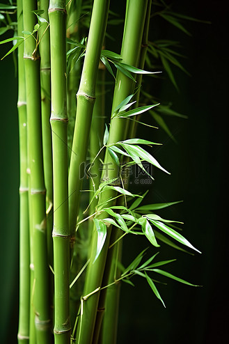 竹子节节高图片_竹子节节高素材-竹子节节高图片大全-千库网