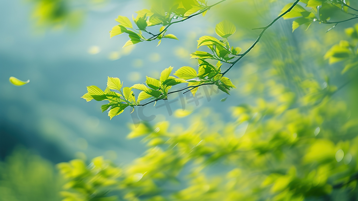 春天绿色树枝树叶的摄影4高清图片图片