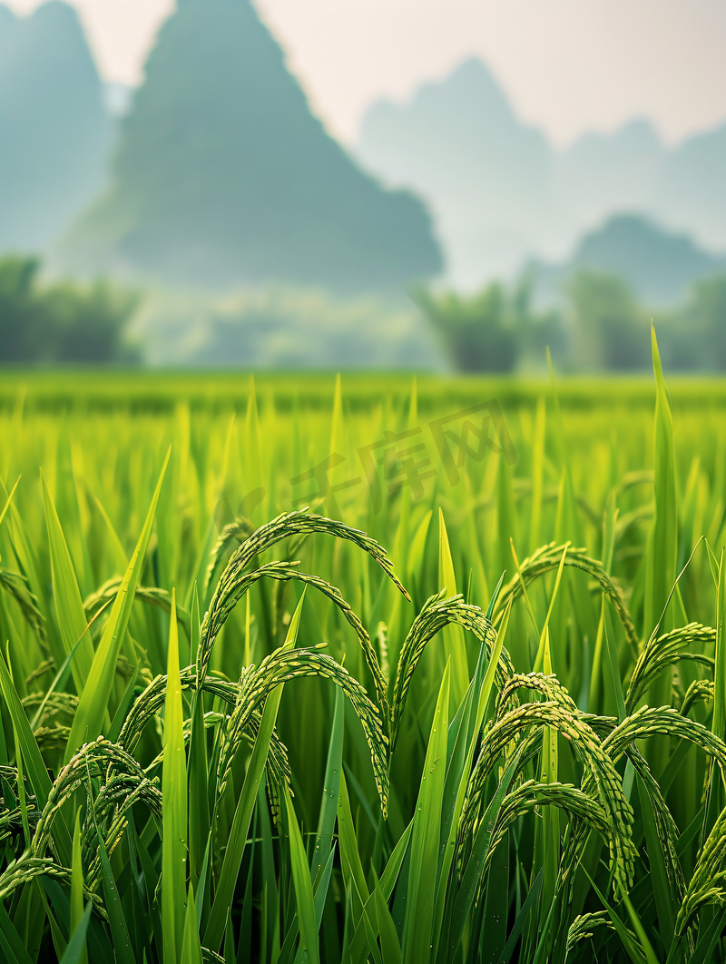 桂林会仙湿地稻田图片
