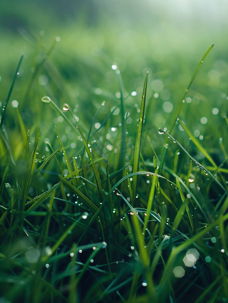 小草雨水露珠图片