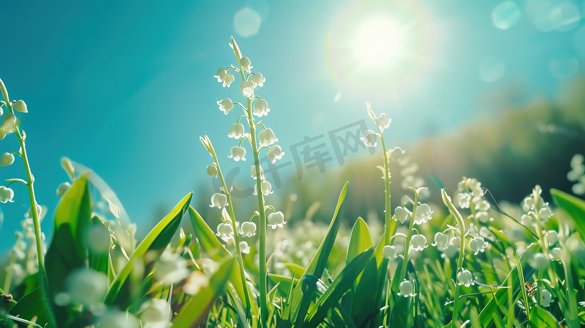 草地上的的白色铃兰花摄影照片图片