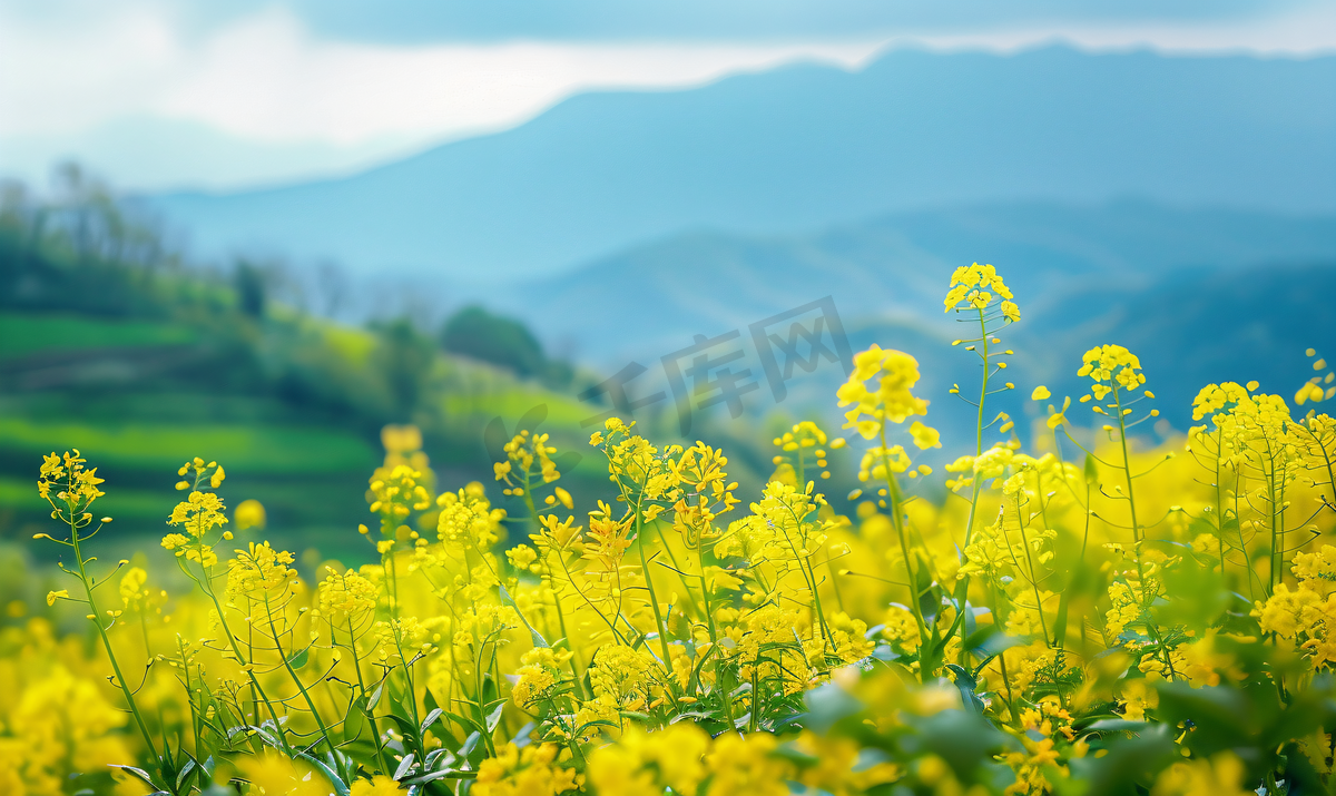 清明节清明婺源油菜花山光春色图片