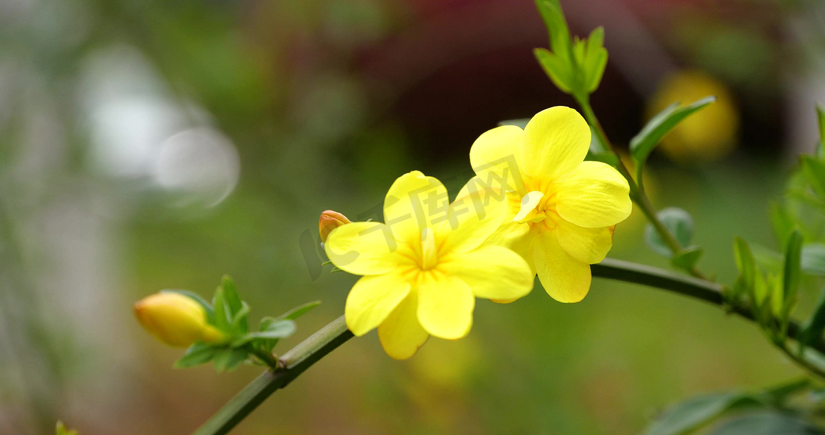 春天盛开的迎春花黄色小花朵自然风景图片