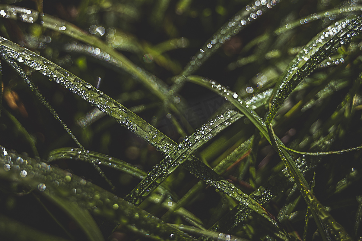 秋天的雨水草丛图片