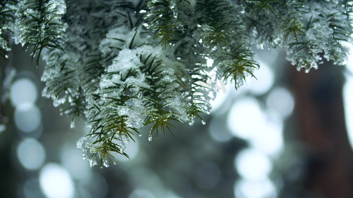 冬天雪中雾凇雪松实拍1080图片