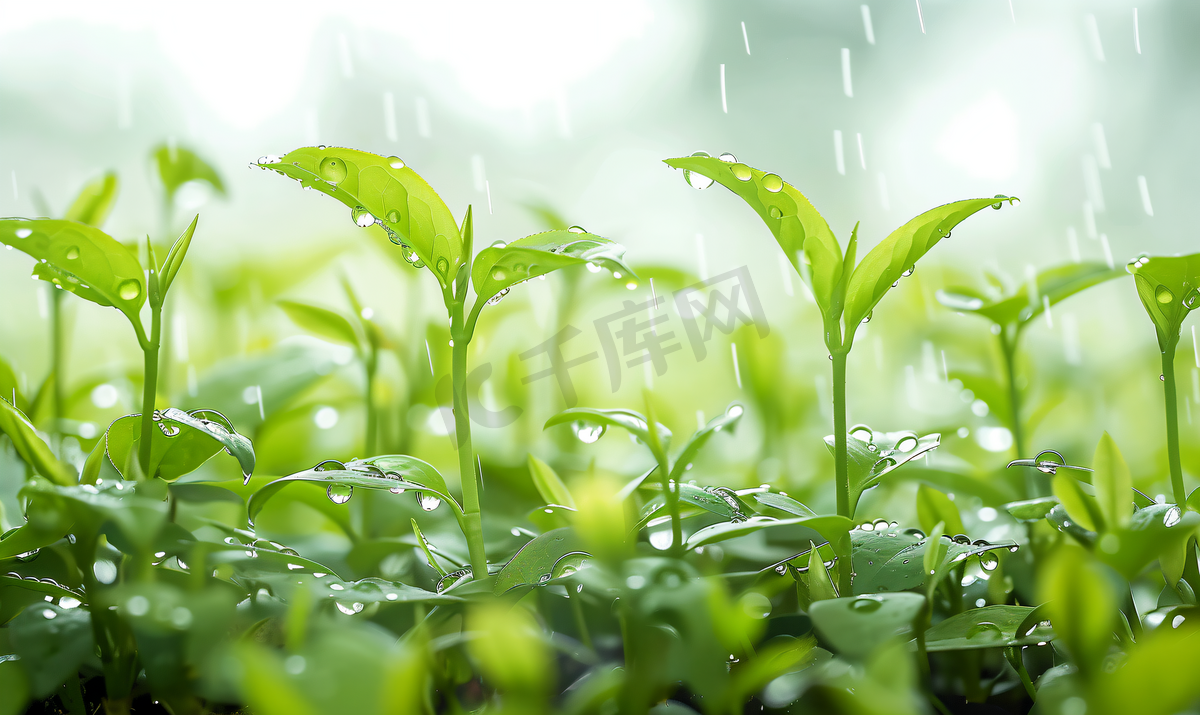 春天的谷雨茶叶嫩芽图片