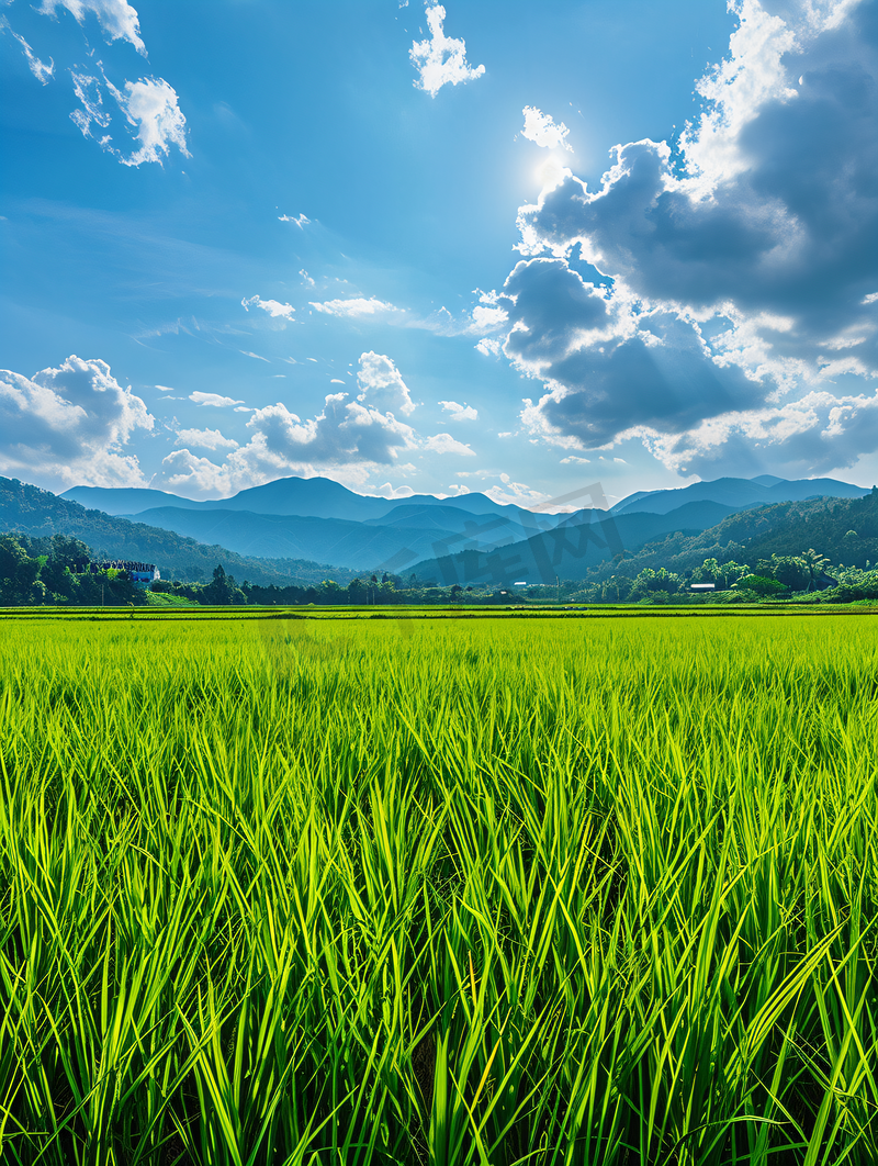 蓝天下茁壮成长的稻田图片