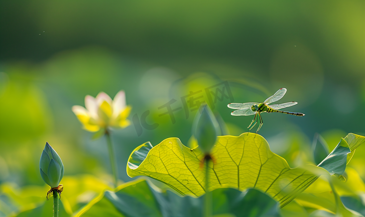 长沙望城荷塘早晨蜻蜓荷叶自然摄影图图片