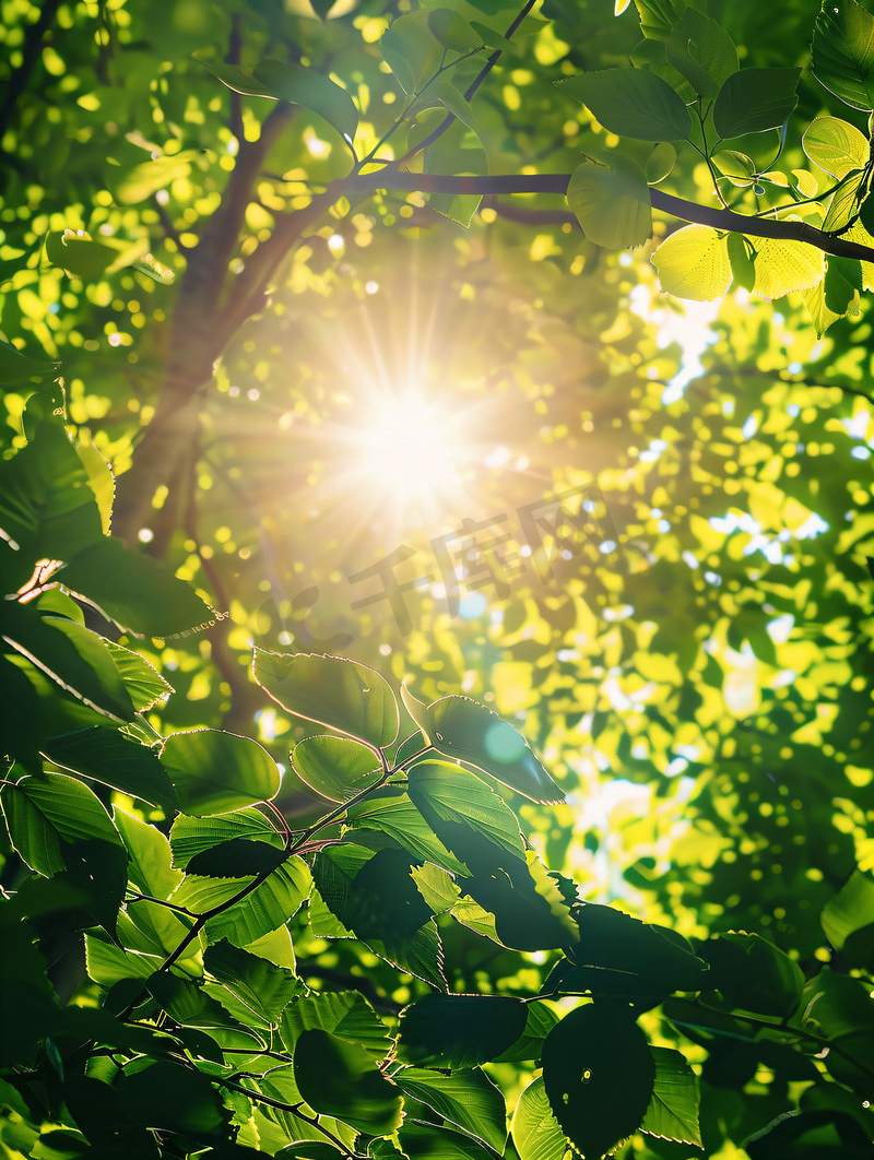 夏季正午阳光穿过树木树叶仰拍烈日图片