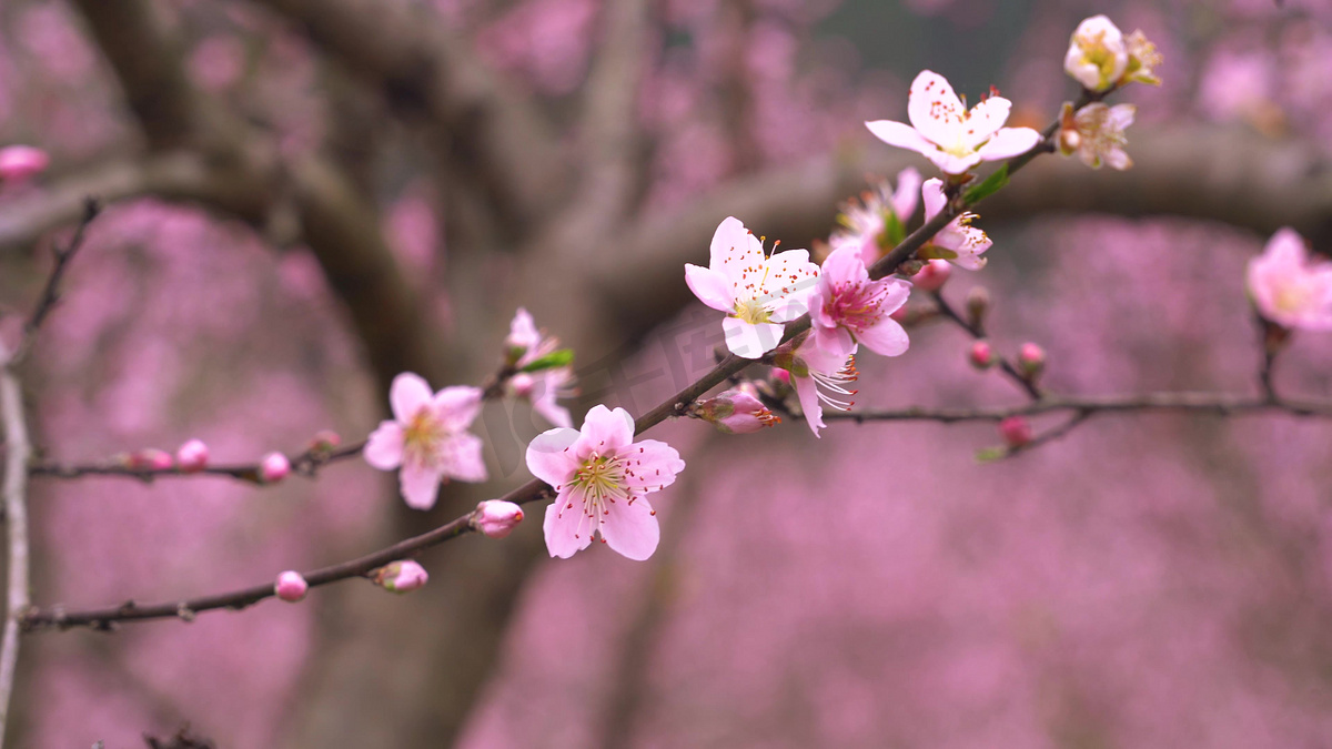 春天桃花园踏青赏花游玩实拍图片