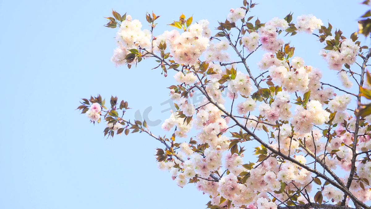 实拍春天花朵日本樱花唯美花朵实拍素材图片