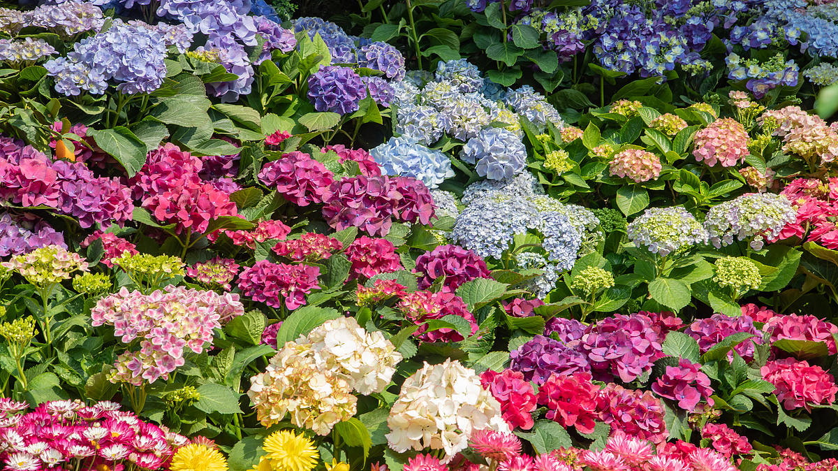 春天五颜六色的花花海绣球花图片