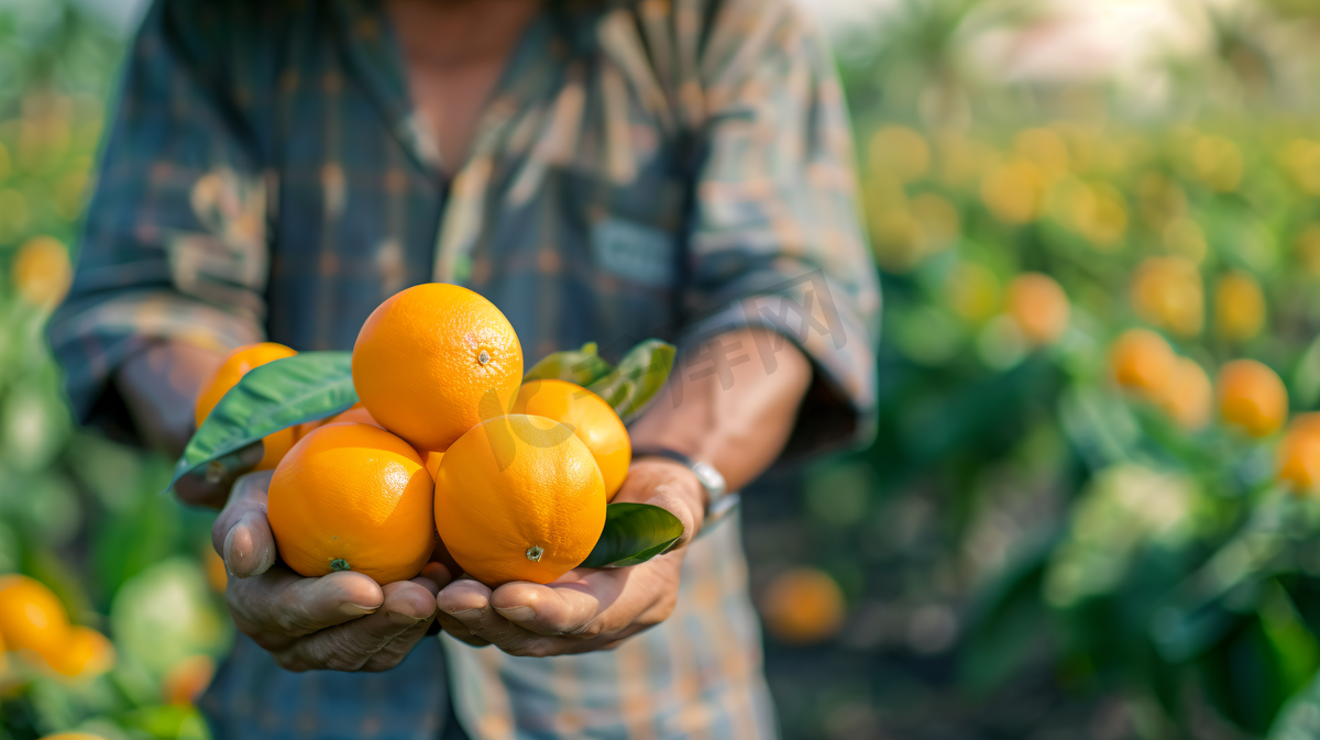 采摘橘子的果农摄影4图片