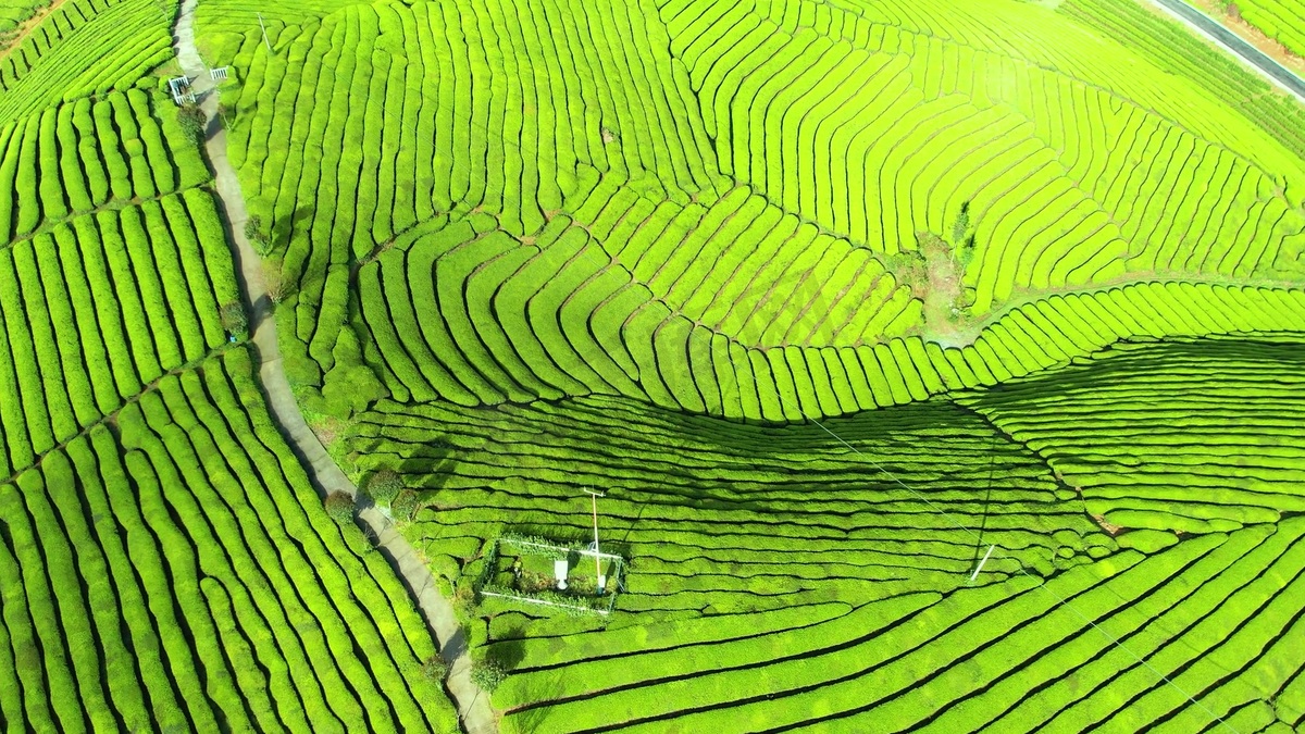 山峰茶山茶园农业种植航拍图片